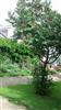 Photo of Genus=Sorbus&Species=sanguinea&Common=&Cultivar=
