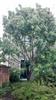 Photo of Genus=Sorbus&Species=cashmirina&Common=&Cultivar=