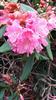 Photo of Genus=Rhododendron&Species=nobleanum&Common=&Cultivar=
