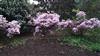 Photo of Genus=Rhododendron&Species=emasculum&Common=&Cultivar=