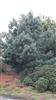 Photo of Genus=Pinus&Species=bhutanica&Common=&Cultivar=