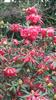 Photo of Genus=Rhododendron&Species=neriiflorum&Common=&Cultivar=