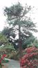 Photo of Genus=Pinus&Species=armandii&Common=&Cultivar=