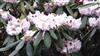 Photo of Genus=Rhododendron&Species=praevernum&Common=&Cultivar=