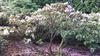 Photo of Genus=Rhododendron&Species=ririei&Common=&Cultivar=
