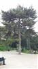 Photo of Genus=Pinus&Species=laricio&Common=&Cultivar=