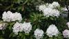 Photo of Genus=Rhododendron&Species=catalga x boulderwood&Common=nova zembla&Cultivar=