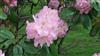 Photo of Genus=Rhododendron&Species=x scintillation&Common=Dexter hybrid Rhododendron&Cultivar=