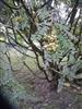 Photo of Genus=Sorbus&Species=cashmiriana&Common=&Cultivar=