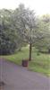 Photo of Genus=Sorbus&Species=aria&Common=&Cultivar=Lulescens