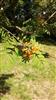 Photo of Genus=Sorbus&Species=aucuparia&Common=&Cultivar=X anthrocarpa