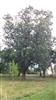 Photo of Genus=Quercus&Species=velutina&Common=Black Oak&Cultivar=