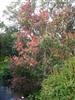 Photo of Genus=Acer&Species=glabrum&Common=gljahlynur&Cultivar=