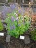 Photo of Genus=Veronica&Species=grandis&Common=hjartadepia&Cultivar=