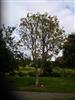Photo of Genus=Sorbus&Species=x kewensis&Common=&Cultivar=