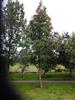 Photo of Genus=Sorbus&Species=decora&Common=&Cultivar=