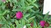 Photo of Genus=Trifolium&Species=alpestre&Common=fellasmari&Cultivar=