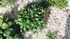 Photo of Genus=Leucanthemum&Species=vulgara&Common=grande marguerite&Cultivar=