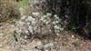 Photo of Genus=Salvia&Species=hierosolymitana&Common=&Cultivar=