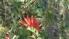 Photo of Genus=Salvia&Species=haenkei&Common=&Cultivar=