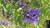 Photo of Genus=Salvia&Species=guaranitica&Common=st-hil&Cultivar=