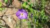 Photo of Genus=Solanum&Species=rantonetti&Common=&Cultivar=
