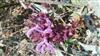 Photo of Genus=Salvia&Species=canariensis&Common=&Cultivar=
