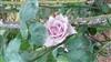 Photo of Genus=Rosa&Species=spp&Common=Sissi Climbing&Cultivar=