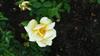 Photo of Genus=Rosa&Species=spp&Common=&Cultivar=loredo