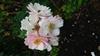 Photo of Genus=Rosa&Species=spp&Common=&Cultivar=skylark
