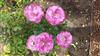 Photo of Genus=Rosa&Species=spp &Common=&Cultivar=muriel robin