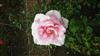 Photo of Genus=Rosa&Species=spp&Common=&Cultivar=sweet parole