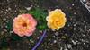 Photo of Genus=Rosa&Species=spp&Common=&Cultivar=phillipe noiret