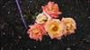 Photo of Genus=Rosa&Species=spp&Common=&Cultivar=Prince Rainier III