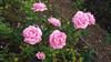Photo of Genus=Rosa&Species=spp&Common=&Cultivar=the mc cartney rose