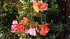 Photo of Genus=Rosa&Species=spp&Common=&Cultivar=Yann Arthus-Bertrand