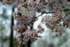 Photo of Genus=Prunus&Species=sargentii&Common=Sargent Cherry&Cultivar=