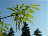 Photo of Genus=Quercus&Species=acutissima&Common=Sawtooth Oak&Cultivar=