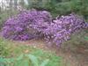 Photo of Genus=Rhododendron&Species='PJM'&Common=PJM Hybrid Rhododendron&Cultivar=