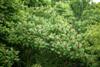 Photo of Genus=Rhus&Species=typhina&Common=Staghorn Sumac&Cultivar=