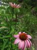Photo of Genus=Echinacea&Species=purpurea&Common=Ruby Star Coneflower&Cultivar='Rubenstern'