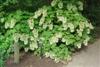 Photo of Genus=Hydrangea&Species=quercifolia&Common=Snowflake Oakleaf Hydrangea&Cultivar='Snowflake'