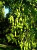 Photo of Genus=Sophora&Species=japonica&Common=Japanese Pagodatree&Cultivar=