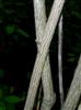 Photo of Genus=Staphylea&Species=trifolia&Common=American Bladdernut&Cultivar=