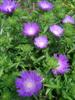 Photo of Genus=Stokesia&Species=laevis&Common=Purple Parasols Stokes Aster&Cultivar='Purple Parasols'