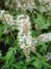 Photo of Genus=Tiarella&Species=cordifolia&Common=Foamflower&Cultivar=