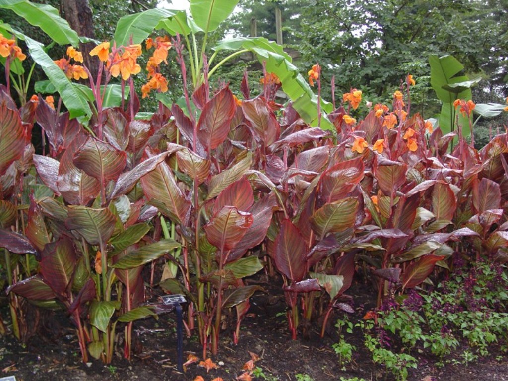 Picture of Canna%20indica%20'Phasion'%20Tropicanna%20Canna