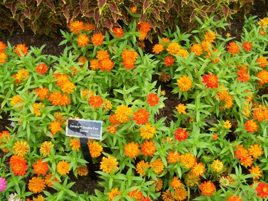 Picture of Zinnia  'Zaharaâ„¢ Double Fire' Zaharaâ„¢ Double Fire Zinnia