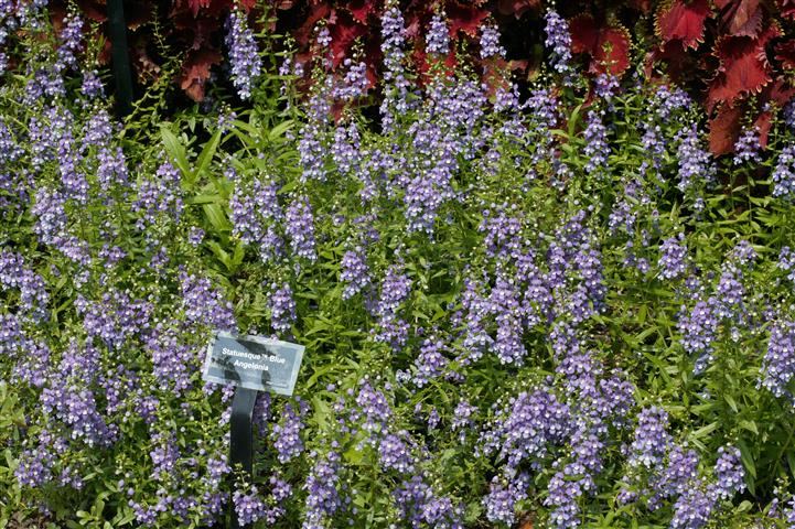 Picture of Angelonia angustifolia Statuesqueâ„¢ Blue