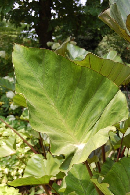 Picture of Colocasia esculenta 'Coffee Cups' Coffee Cups Elephant Ear